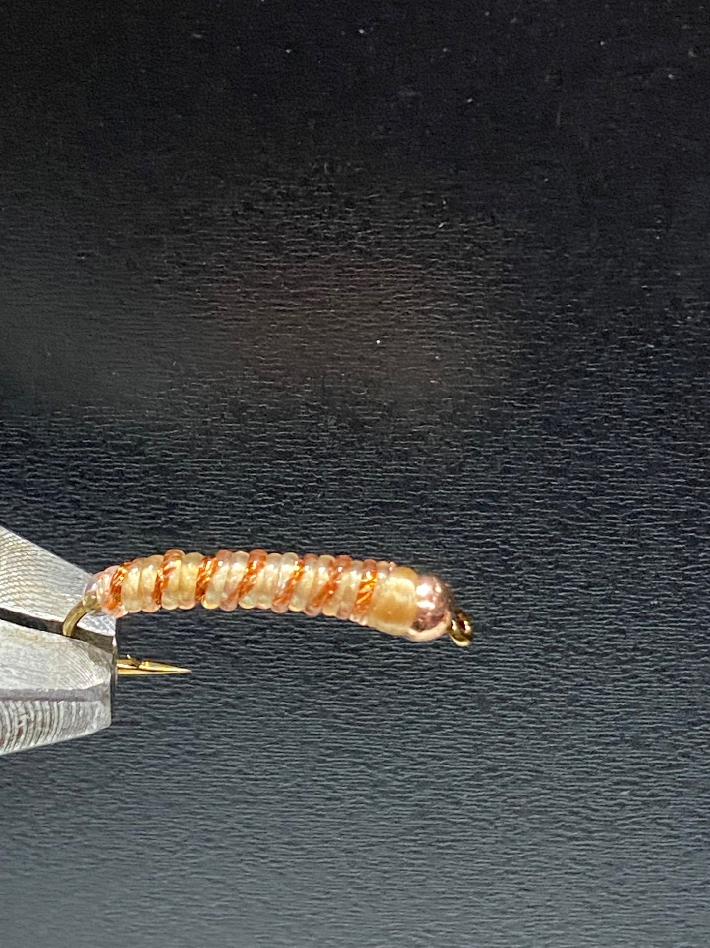 Meal Worm Fly
